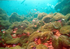 anemone reef